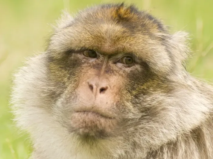 Framed Print : Barbary Macaque Framed Print : Barbary Macaque