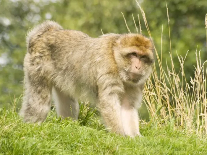 Framed Print : Barbary Macaque Framed Print : Barbary Macaque