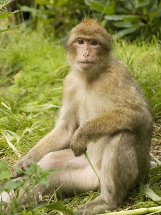 Framed Print : Barbary Macaque Framed Print : Barbary Macaque