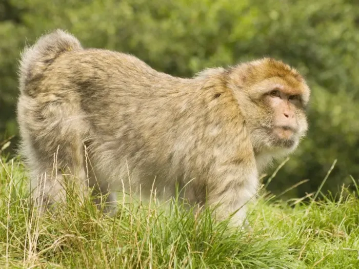 Framed Print : Barbary Macaque Framed Print : Barbary Macaque