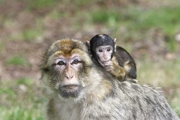 Barbary Macaque - adult with baby. La Montagne des Singes - Kintzheim - Alsace - France