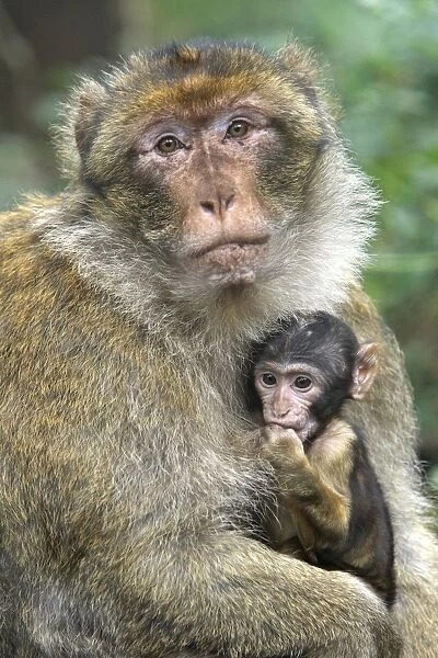 Barbary Macaque - adult with baby. La Montagne des Singes - Kintzheim - Alsace - France