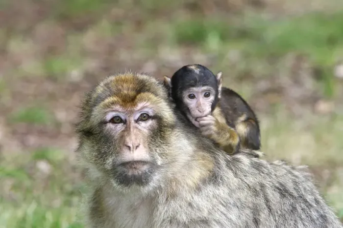 Framed Print : Barbary Macaque - adult with baby. La Montagne des Singes - Kintzheim - Alsace - France Framed Print : Barbary Macaque - adult with baby. La Montagne des Singes - Kintzheim - Alsace - France