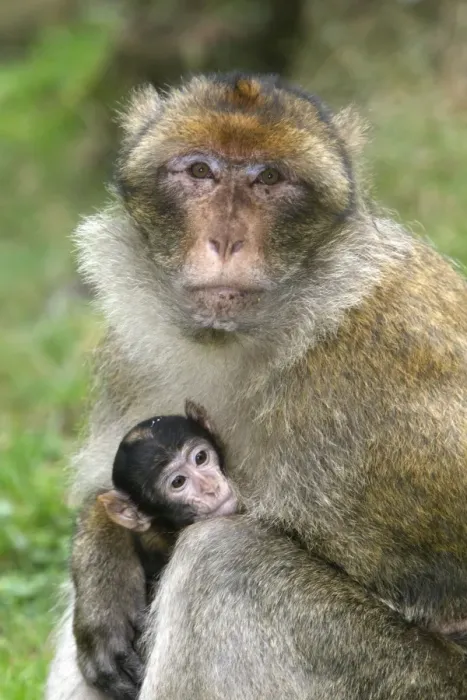 Framed Print : Barbary Macaque - adult with baby. La Montagne des Singes - Kintzheim - Alsace - France