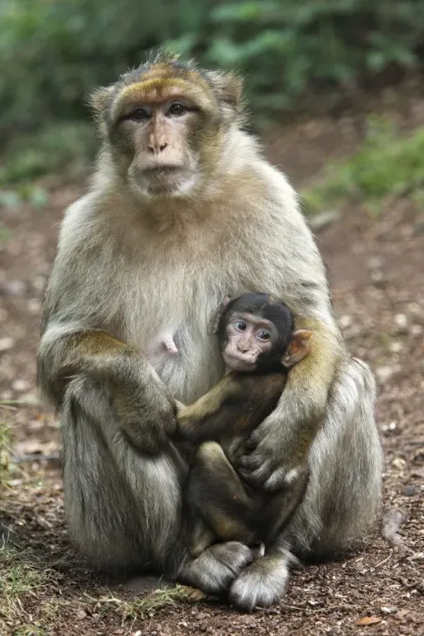 Framed Print : Barbary Macaque - adult with baby. La Montagne des Singes - Kintzheim - Alsace - France Framed Print : Barbary Macaque - adult with baby. La Montagne des Singes - Kintzheim - Alsace - France