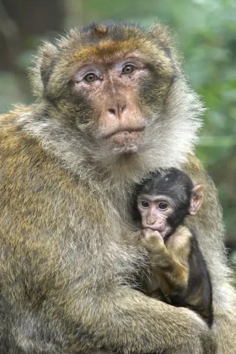 Framed Print : Barbary Macaque - adult with baby. La Montagne des Singes - Kintzheim - Alsace - France Framed Print : Barbary Macaque - adult with baby. La Montagne des Singes - Kintzheim - Alsace - France