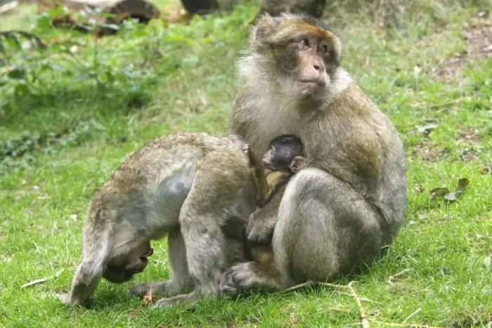 Framed Print : Barbary Macaque - adult with baby & another young showing submissive behaviour. La Montagne des Singes - Kintzheim - Alsace - France Framed Print : Barbary Macaque - adult with baby & another young showing submissive behaviour. La Montagne des Singes - Kintzheim - Alsace - France
