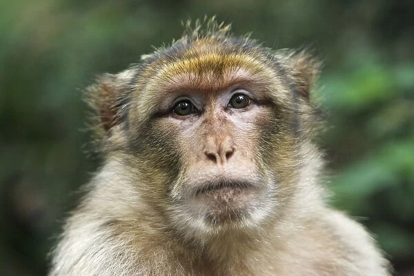 Barbary Macaque - adult. La Montagne des Singes - Kintzheim - Alsace - France