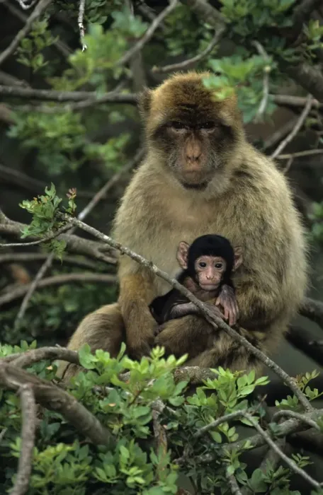 Framed Print : Barbary Macaque - Adult with young in tree - Gibralter - IUCN Vulnerable - Remaining three-quarters live in the Middle Atlas Mountains of Morocco - Others persist in numerous pockets of declining size in northern Morocco
