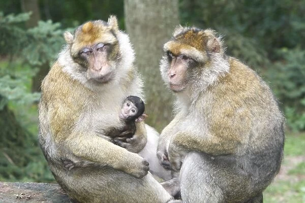 Barbary Macaque - adults with baby. La Montagne des Singes - Kintzheim - Alsace - France