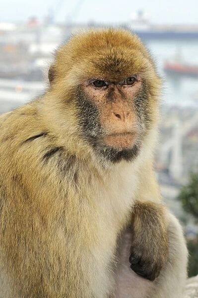 Barbary Macaque  /  Ape - Gibraltar - Europe