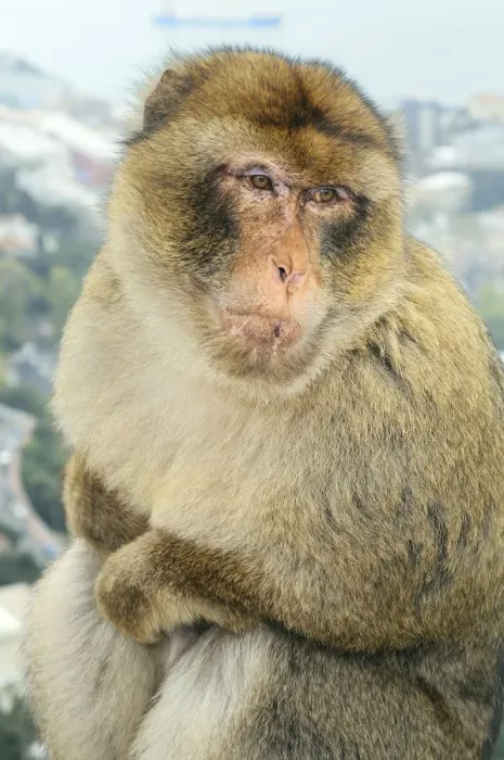 Framed Print : Barbary Macaque / Ape - Gibraltar - Europe Framed Print : Barbary Macaque / Ape - Gibraltar - Europe