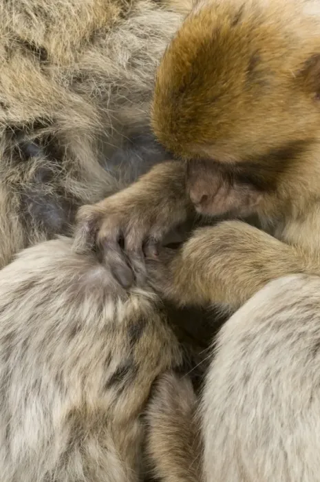 Framed Print : Barbary Macaque / Ape - grooming - Gibraltar - Europe Framed Print : Barbary Macaque / Ape - grooming - Gibraltar - Europe