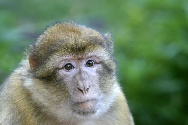 Barbary macaque  /  ape or rock ape - female. Monkey Mountain, Alsace. France. Distribution: Algeria, Morocco, Tunisia and Gibraltar