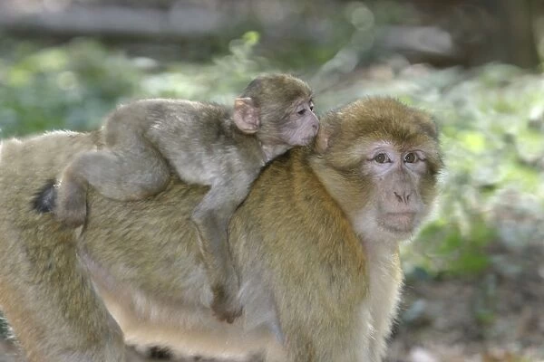 Barbary macaque  /  ape or rock ape - female carrying young. Monkey Mountain, Alsace. France. Distribution: Algeria, Morocco, Tunisia and Gibraltar