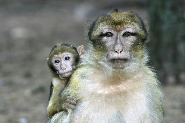 Barbary macaque  /  ape or rock ape - female carrying young. Monkey Mountain, Alsace. France. Distribution: Algeria, Morocco, Tunisia and Gibraltar