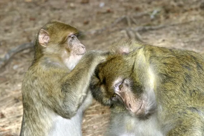Framed Print : Barbary macaque / ape or rock ape - female grooming male. Monkey Mountain, Alsace. France. Distribution: Algeria, Morocco, Tunisia and Gibraltar Framed Print : Barbary macaque / ape or rock ape - female grooming male. Monkey Mountain, Alsace. France. Distribution: Algeria, Morocco, Tunisia and Gibraltar
