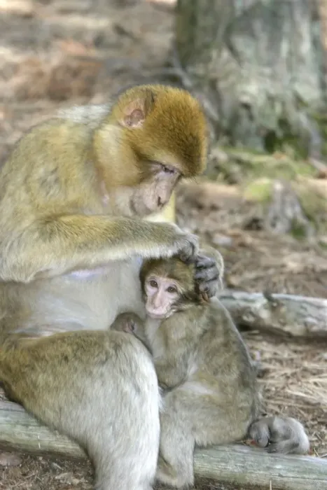 Framed Print : Barbary macaque / ape or rock ape - female grooming young. Monkey Mountain, Alsace. France. Distribution: Algeria, Morocco, Tunisia and Gibraltar Framed Print : Barbary macaque / ape or rock ape - female grooming young. Monkey Mountain, Alsace. France. Distribution: Algeria, Morocco, Tunisia and Gibraltar