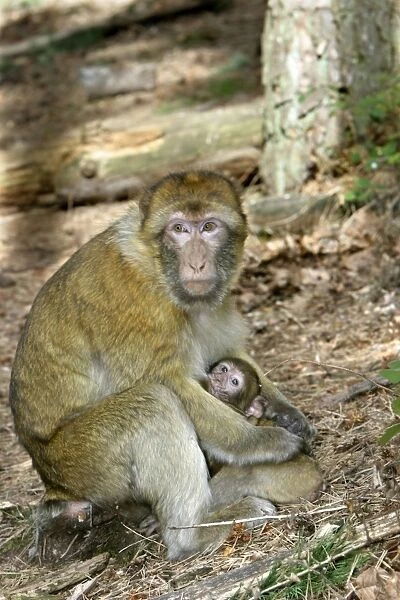 Barbary macaque  /  ape or rock ape - female suckling young. Monkey Mountain, Alsace, France. Distribution: Algeria, Morocco, Tunisia and Gibraltar