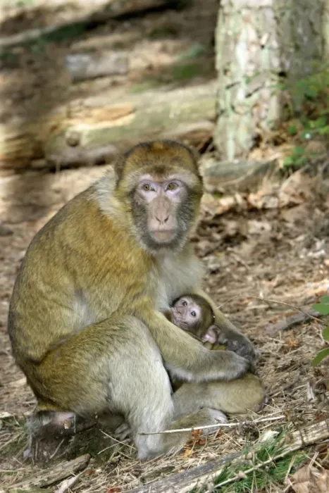 Framed Print : Barbary macaque / ape or rock ape - female suckling young. Monkey Mountain, Alsace, France. Distribution: Algeria, Morocco, Tunisia and Gibraltar Framed Print : Barbary macaque / ape or rock ape - female suckling young. Monkey Mountain, Alsace, France. Distribution: Algeria, Morocco, Tunisia and Gibraltar