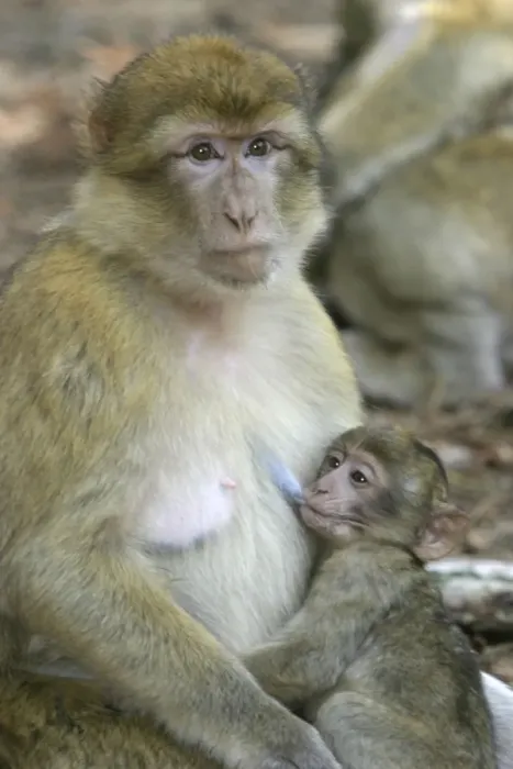 Framed Print : Barbary macaque / ape or rock ape - female suckling young. Monkey Mountain, Alsace. France. Distribution: Algeria, Morocco, Tunisia and Gibraltar Framed Print : Barbary macaque / ape or rock ape - female suckling young. Monkey Mountain, Alsace. France. Distribution: Algeria, Morocco, Tunisia and Gibraltar
