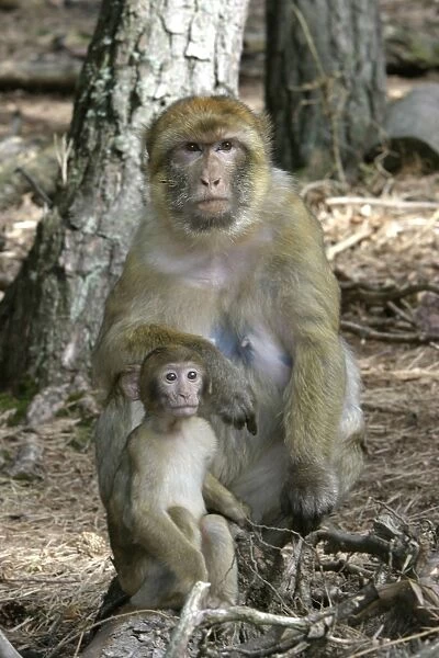 Barbary macaque  /  ape or rock ape - female and young. Monkey Mountain, Alsace. France. Distribution: Algeria, Morocco, Tunisia and Gibraltar