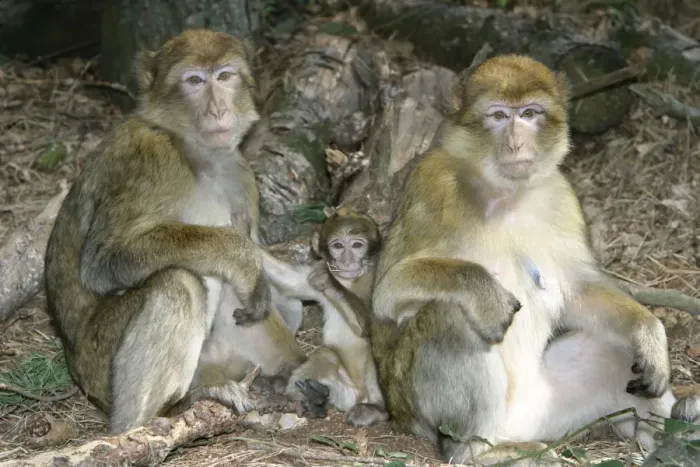 Framed Print : Barbary macaque / ape or rock ape - females and young. Distribution: Algeria, Morocco, Tunisia and Gibraltar Framed Print : Barbary macaque / ape or rock ape - females and young. Distribution: Algeria, Morocco, Tunisia and Gibraltar