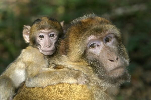 Barbary macaque  /  ape or rock ape - male carrying young. Monkey Mountain, Alsace France. Distribution: Algeria, Morocco, Tunisia and Gibraltar