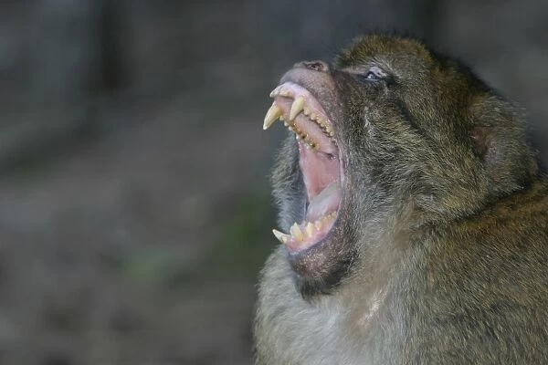 Barbary macaque  /  ape or rock ape - male performing aggressive intimidation yawn, showing long canine teeth. Monkey Mountain, Alsace. France. Distribution: Algeria, Morocco, Tunisia and Gibraltar