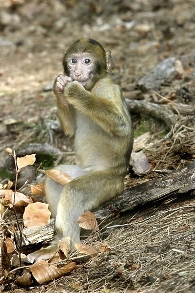 Barbary macaque  /  ape or rock ape - young. Monkey Mountain, Alsace. France. Distribution: Algeria, Morocco, Tunisia and Gibraltar