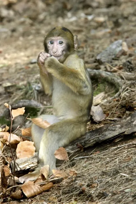 Framed Print : Barbary macaque / ape or rock ape - young. Monkey Mountain, Alsace. France. Distribution: Algeria, Morocco, Tunisia and Gibraltar Framed Print : Barbary macaque / ape or rock ape - young. Monkey Mountain, Alsace. France. Distribution: Algeria, Morocco, Tunisia and Gibraltar