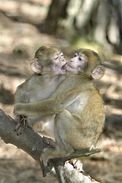 Barbary macaque  /  ape or rock ape - young playing. Monkey Mountain, Kientzheim. France. Distribution: Algeria, Morocco, Tunisia and Gibraltar