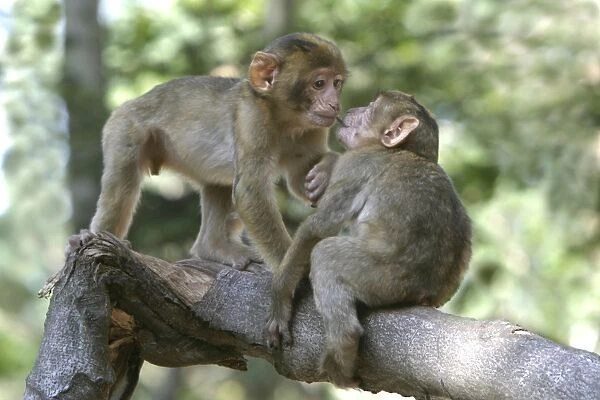 Barbary macaque  /  ape or rock ape - young playing. Monkey Mountain, Alsace. France. Distribution: Algeria, Morocco, Tunisia and Gibraltar