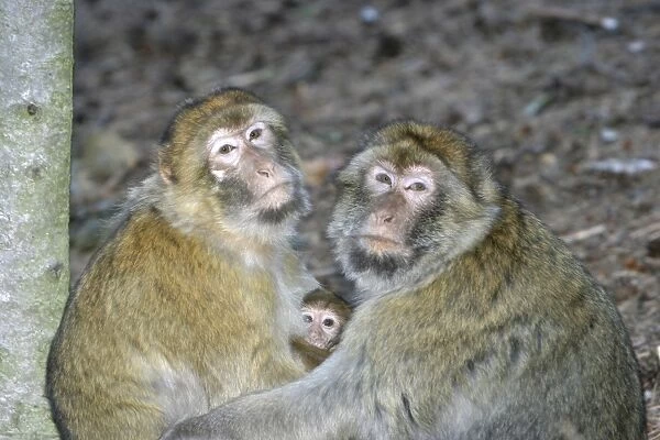 Barbary macaque  /  ape or rock apes - adults protecting young. Monkey Mountain, Alsace. France. Distribution: Algeria, Morocco, Tunisia and Gibraltar