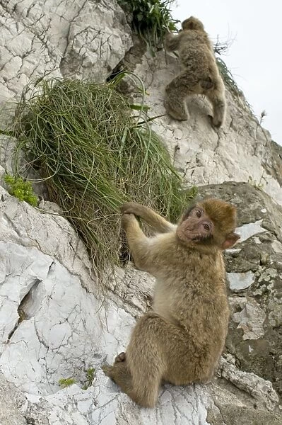 Barbary Macaque  /  Ape - young in habitat - Gibraltar - Europe