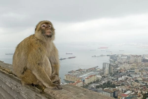 Barbary Macaque  /  Barbary Ape - in habitat - urban environmental - Gibraltar - Europe