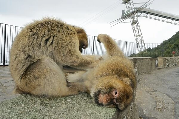 Barbary Macaque  /  Barbary Ape - in habitat urban environmental - Gibraltar - Europe