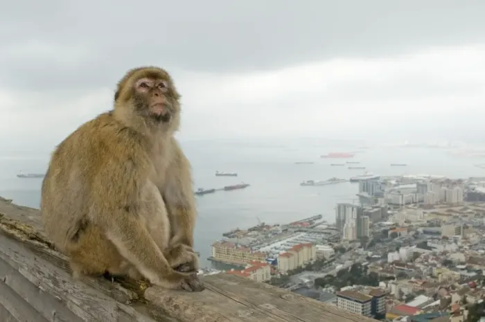 Framed Print : Barbary Macaque / Barbary Ape - in habitat - urban environmental - Gibraltar - Europe Framed Print : Barbary Macaque / Barbary Ape - in habitat - urban environmental - Gibraltar - Europe