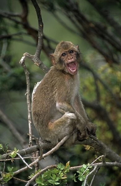 Barbary Macaque  /  Barbary Ape  /  Rock Ape - Sitting in tree with mouth open