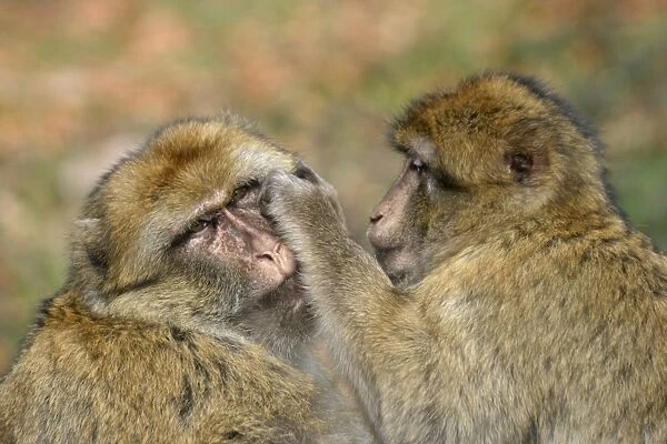 Barbary Macaque  /  Barbary Ape  /  Rock Ape - two grooming. Mountain of Monkeys - Kientzheim - Alsace - France. Calling this species an ape is misleading; for though it lacks a tail as do apes it is in fact a macaque