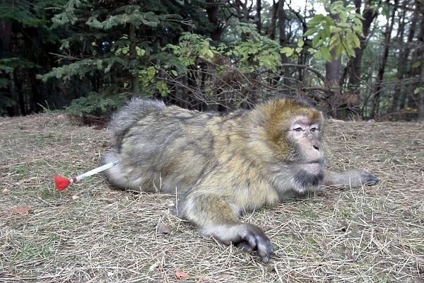 Barbary Macaque  /  Barbary Ape  /  Rock Ape - with tranquilizer dart. Mountain of Monkeys - Kientzheim - Alsace - France. Calling this species an ape is misleading for though it lacks a tail as do apes it is in fact a macaque