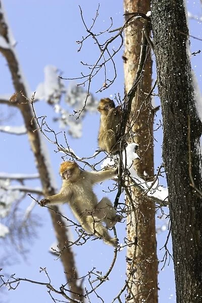 Barbary Macaque  /  Barbary Ape  /  Rock Ape - two feeding in tree. Mountain of Monkeys - Kientzheim - Alsace - France. Calling this species an ape is misleading for though it lacks a tail as do apes it is in fact a macaque