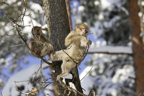 Barbary Macaque  /  Barbary Ape  /  Rock Ape - two feeding in tree. Mountain of Monkeys - Kientzheim - Alsace - France. Calling this species an ape is misleading for though it lacks a tail as do apes it is in fact a macaque