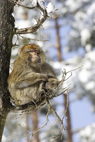 Barbary Macaque  /  Barbary Ape  /  Rock Ape - resting in tree. Mountain of Monkeys - Kientzheim - Alsace - France. Calling this species an ape is misleading for though it lacks a tail as do apes it is in fact a macaque