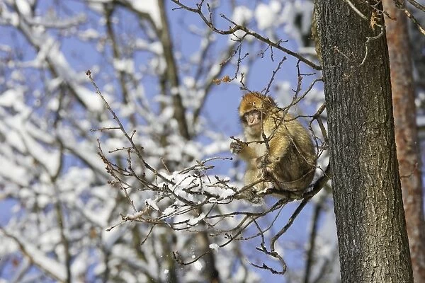 Barbary Macaque  /  Barbary Ape  /  Rock Ape - resting in tree. Mountain of Monkeys - Kientzheim - Alsace - France. Calling this species an ape is misleading for though it lacks a tail as do apes it is in fact a macaque