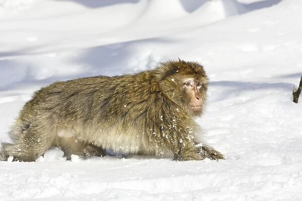 Barbary Macaque  /  Barbary Ape  /  Rock Ape - walking through snow. Mountain of Monkeys - Kientzheim - Alsace - France. Calling this species an ape is misleading for though it lacks a tail as do apes it is in fact a macaque