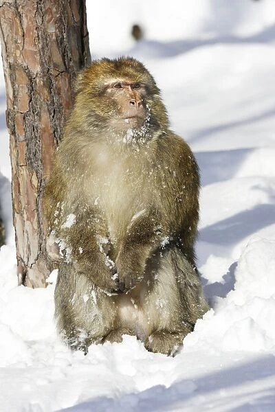 Barbary Macaque  /  Barbary Ape  /  Rock Ape - sitting in snow. Mountain of Monkeys - Kientzheim - Alsace - France. Calling this species an ape is misleading for though it lacks a tail as do apes it is in fact a macaque