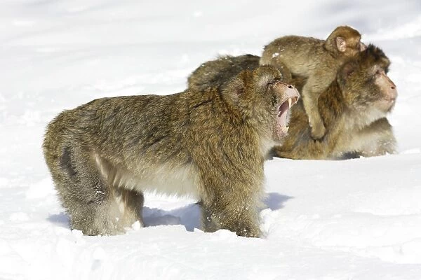Barbary Macaque  /  Barbary Ape  /  Rock Ape - standing in snow - on with mouth open. Mountain of Monkeys - Kientzheim - Alsace - France. Calling this species an ape is misleading for though it lacks a tail as do apes it is in fact a macaque