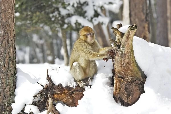 Barbary Macaque  /  Barbary Ape  /  Rock Ape - sleeping in snow. Mountain of Monkeys - Kientzheim - Alsace - France. Calling this species an ape is misleading for though it lacks a tail as do apes it is in fact a macaque