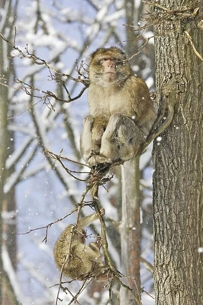 Barbary Macaque  /  Barbary Ape  /  Rock Ape - two resting in tree. Mountain of Monkeys - Kientzheim - Alsace - France. Calling this species an ape is misleading for though it lacks a tail as do apes it is in fact a macaque
